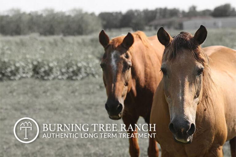 Divorce & Family Attorneys - Burning Tree Ranch